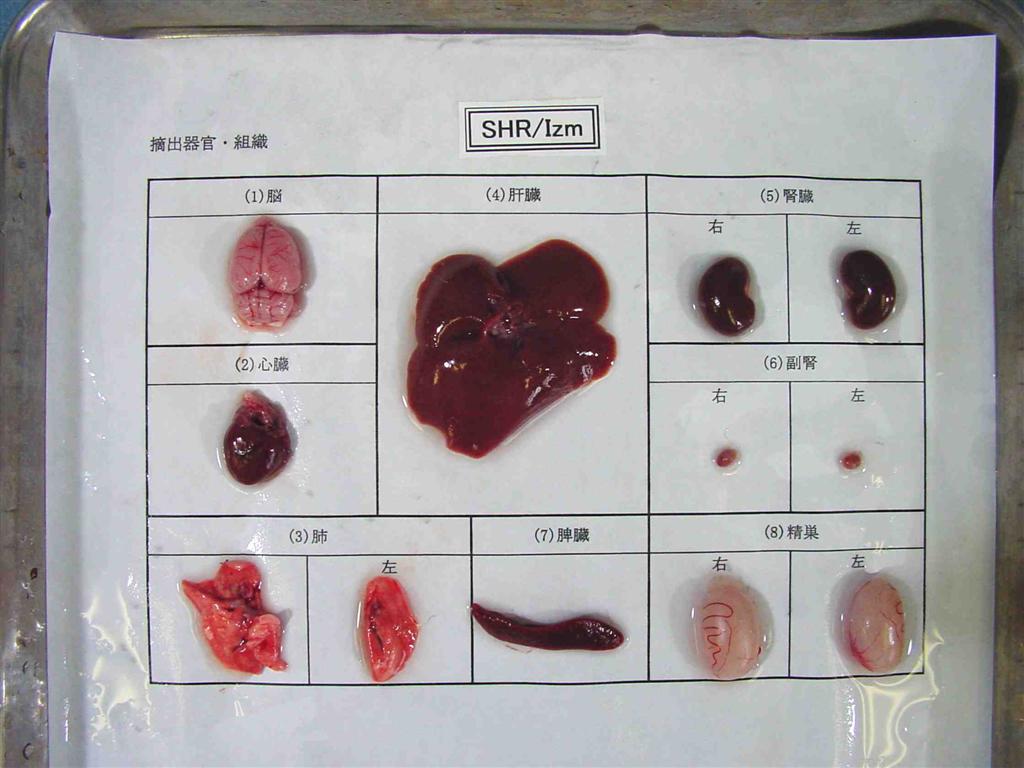 RAS様 Rat Strains